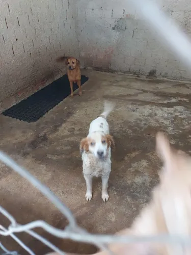 Mestiço Cocker spaniel sobrevivente de abrigo clandestino 