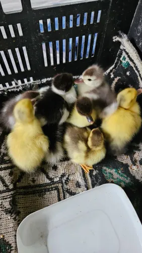 VENDE - SE FILHOTES DE PATO
