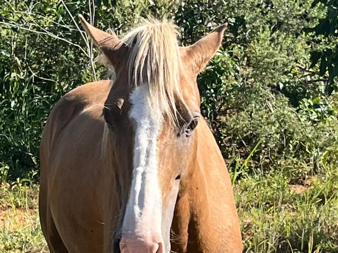 Cobertura de cavalo manga larga marchador