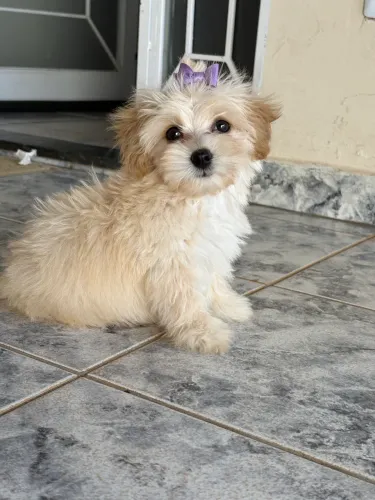 Poodle toy