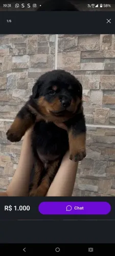 Filhotes de rottweiler