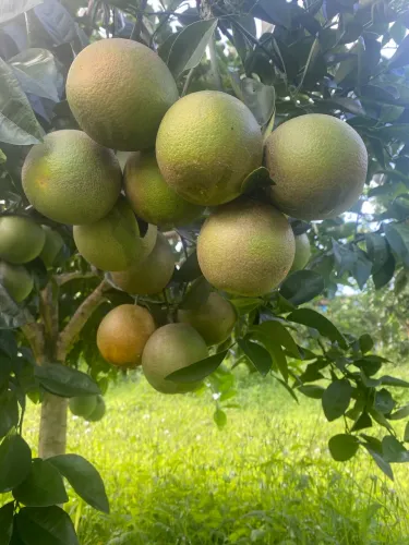 Terreno a venda na zona rural de Conde-Ba