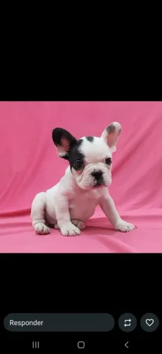 Bulldog francês 