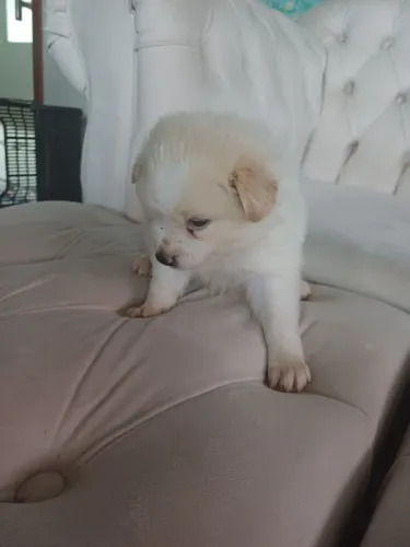SPITZ ALEMÃO ANÃO 60 DIAS
