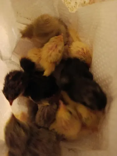 pintos de codorna chinesa 1 a 10 dias de vida