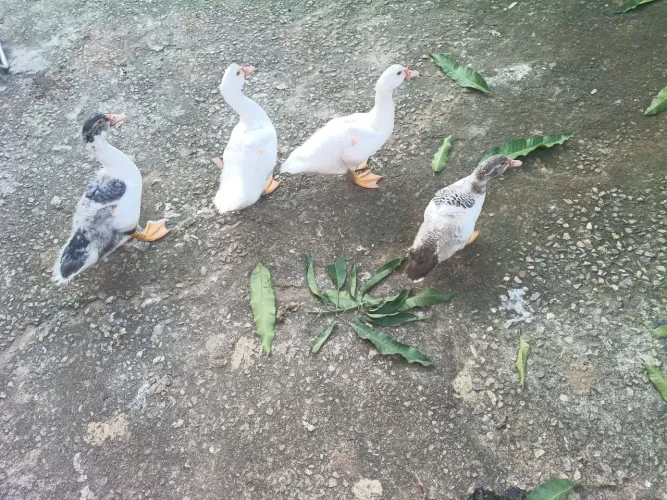 Filhotes de pato Gigante Alemão