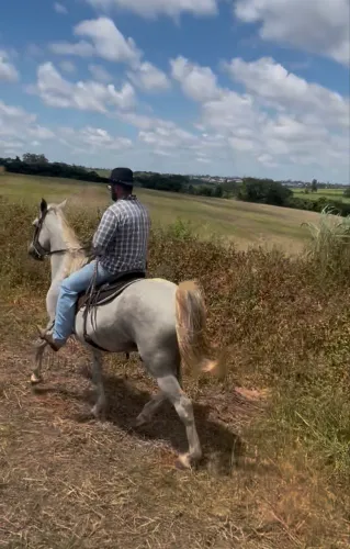 Cavalo de grande porte, manso