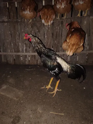 Vendo frango