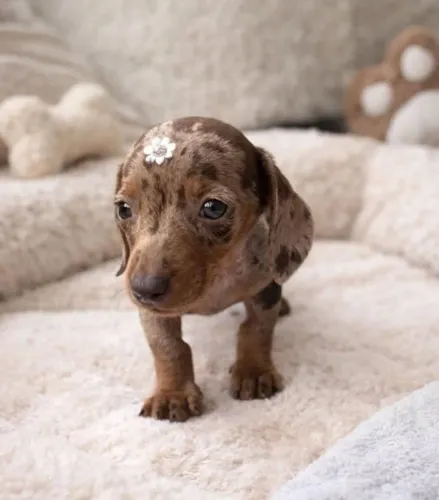 Dachshund
