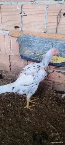Galinhas e frangas
