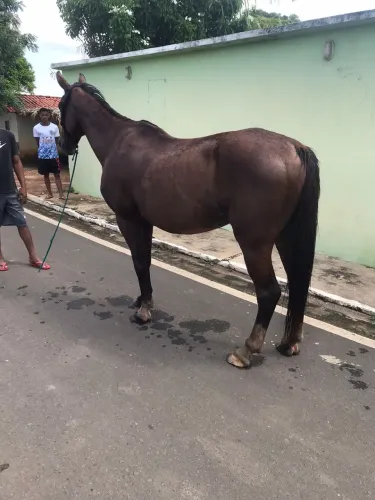 Cavalo de Direita 