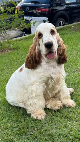 Cocker Spaniel inglês