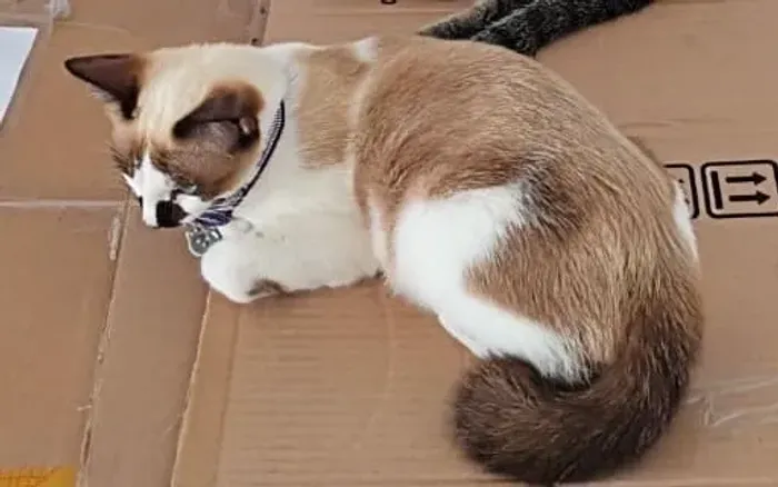 Gata