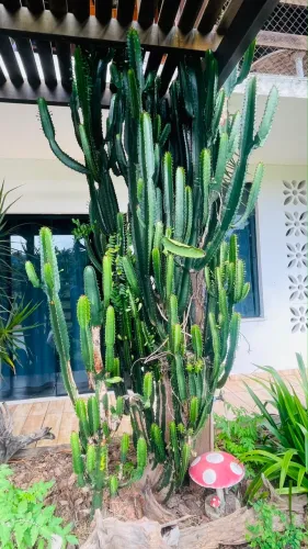 Cacto Mandacaru gigante 