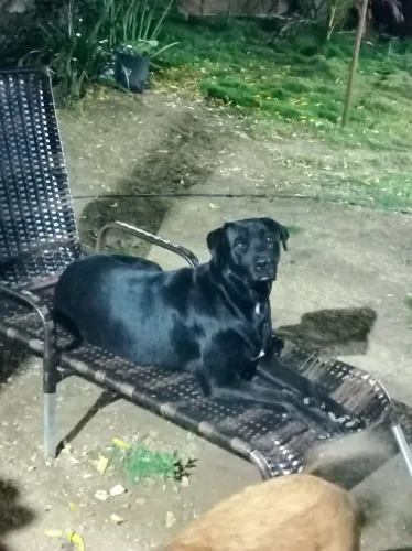 Doa-se Cachorro