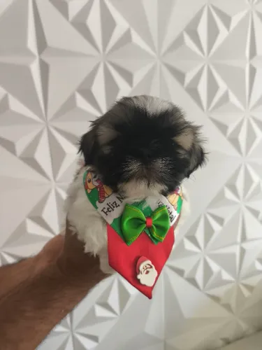 Filhotes Macho Shih tzu Mini com Pedigree