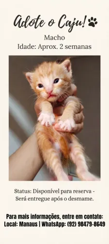 Gatinhos lindos e muito amados para adoção! ?