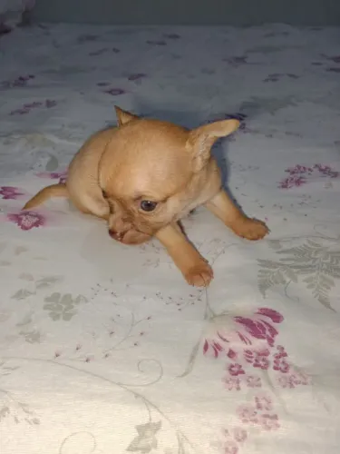 Animais