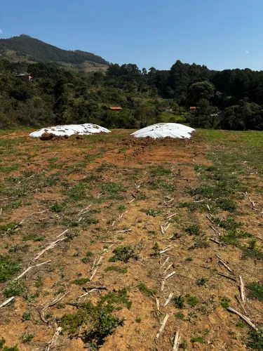 Venda de silagem