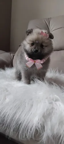 Lindas fêmeas de spitz alemao