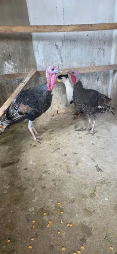 Casal de peru