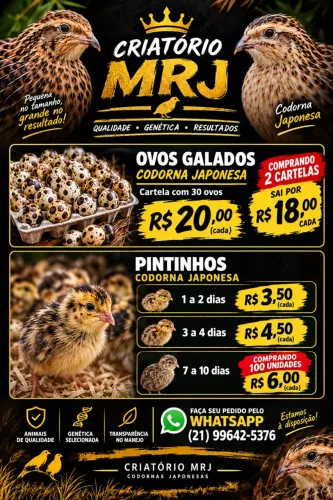 Codornas