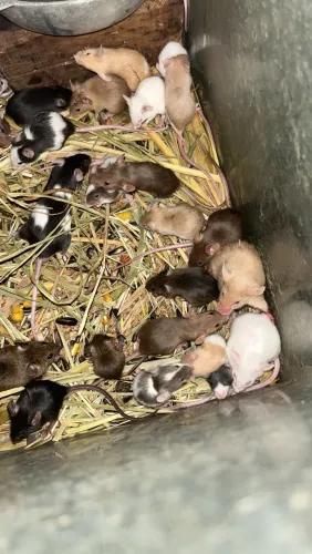 Ratinhos topolinos