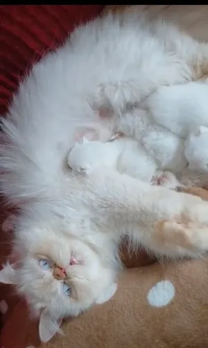 Machinho e femea de gato persa disponíveis para reserva 