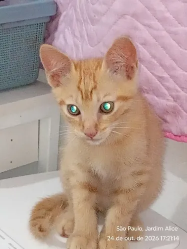 Estou doando gatinho lindo