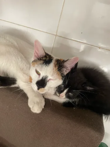 Doação de gato