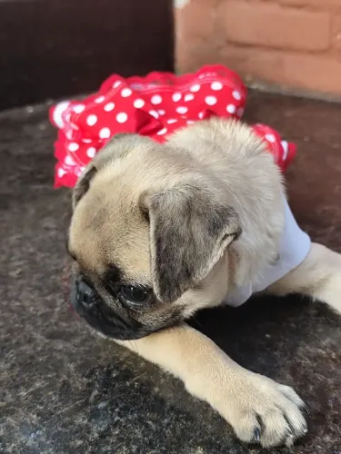 Filhote Pug fêmea
