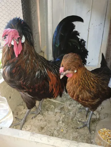 Casal de polonês