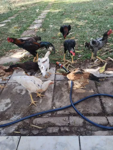 Galinhas Caipira
