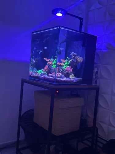 Luminária Aquário marinho 