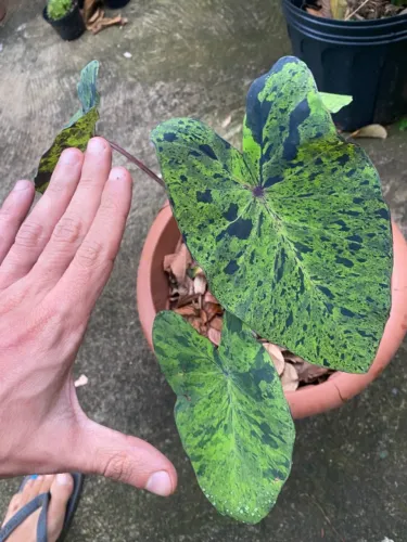 Colocasia 'Mojito'