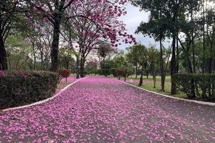 Vendo Jazigo Parque das Primaveras 