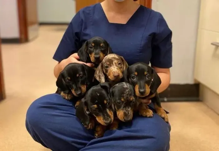 Teckel / Dachshund Carinho que se mantém presente