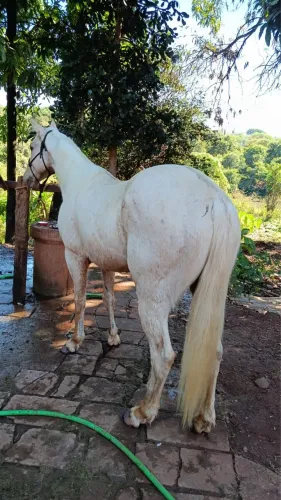 Cavalo manso