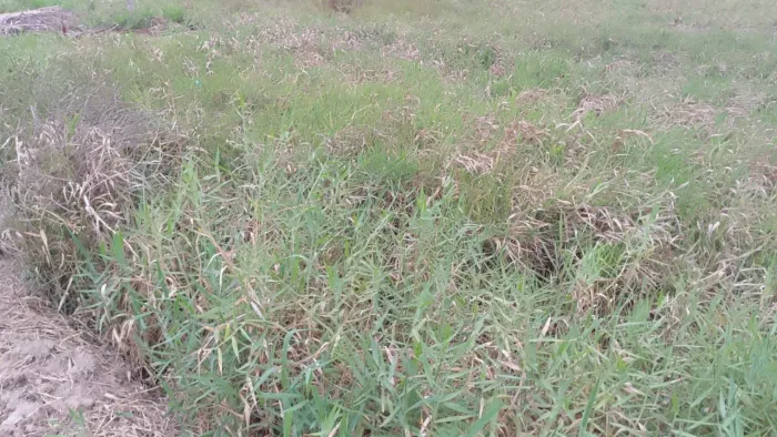 Terreno em Salgado/ Quebrada 3