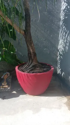 Planta pata de elefante