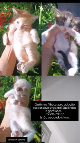 Gatinhos pra adoção