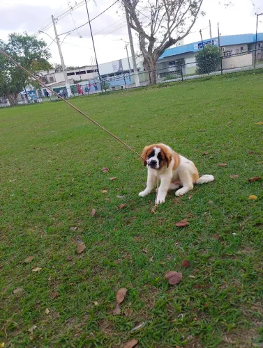 Cachorro 