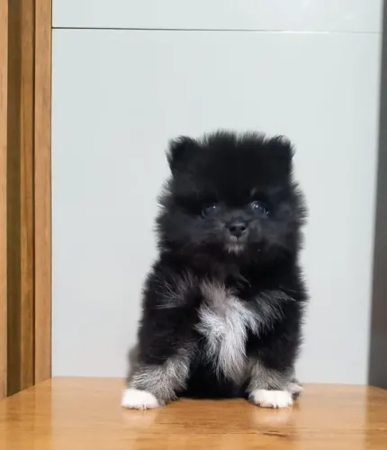 Filhotes Kennel Puppies Love