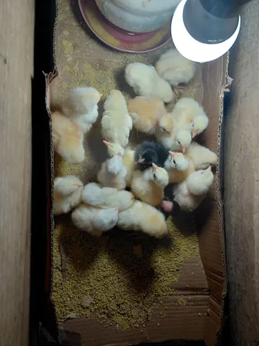 Vendo pintinhos caipiras de raças grandes e pesadas 10 reais a unidade