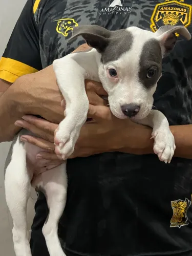 Filhote de American bully fêmea