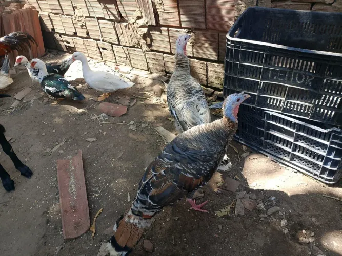 Peru
