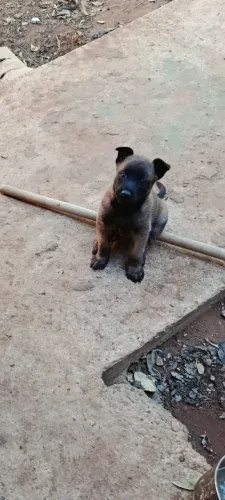 Pastor belga malinois 
