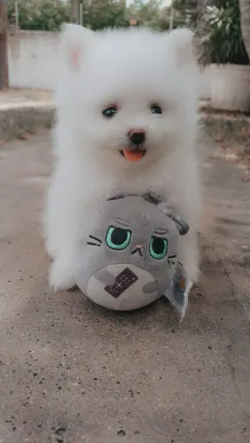 Spitz Alemão anão branco puríssimo macho com pedigree 50 dias de nascimento  pronta entre