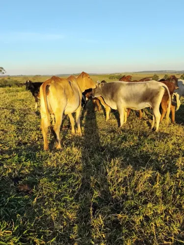 Vaca com bezerro