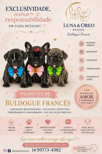 Últimos filhotes de Buldogue Francês disponíveis